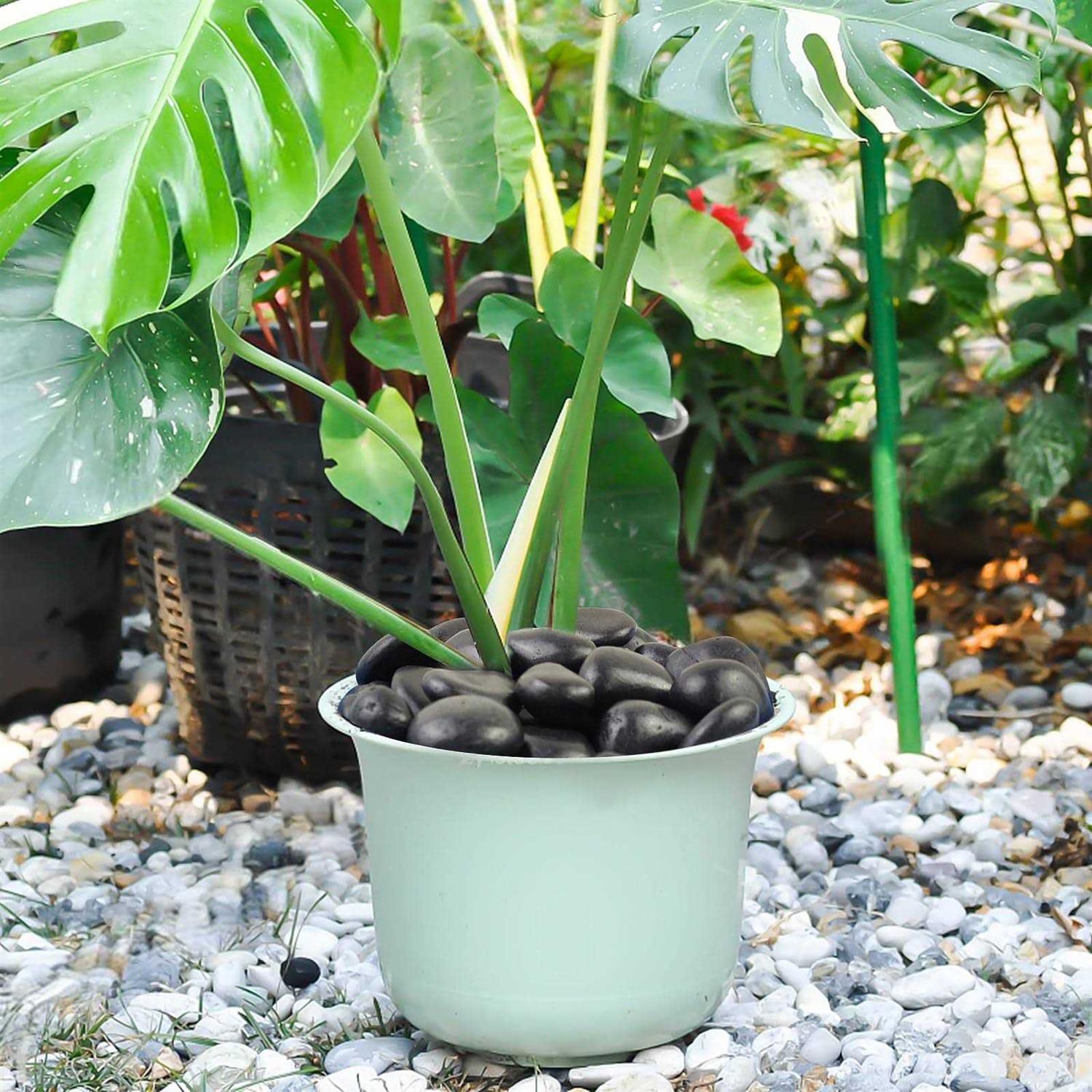 FANTIAN Natural Polished Black River Rocks Decorative Black Pebbles for Indoor Plants - Zenithce