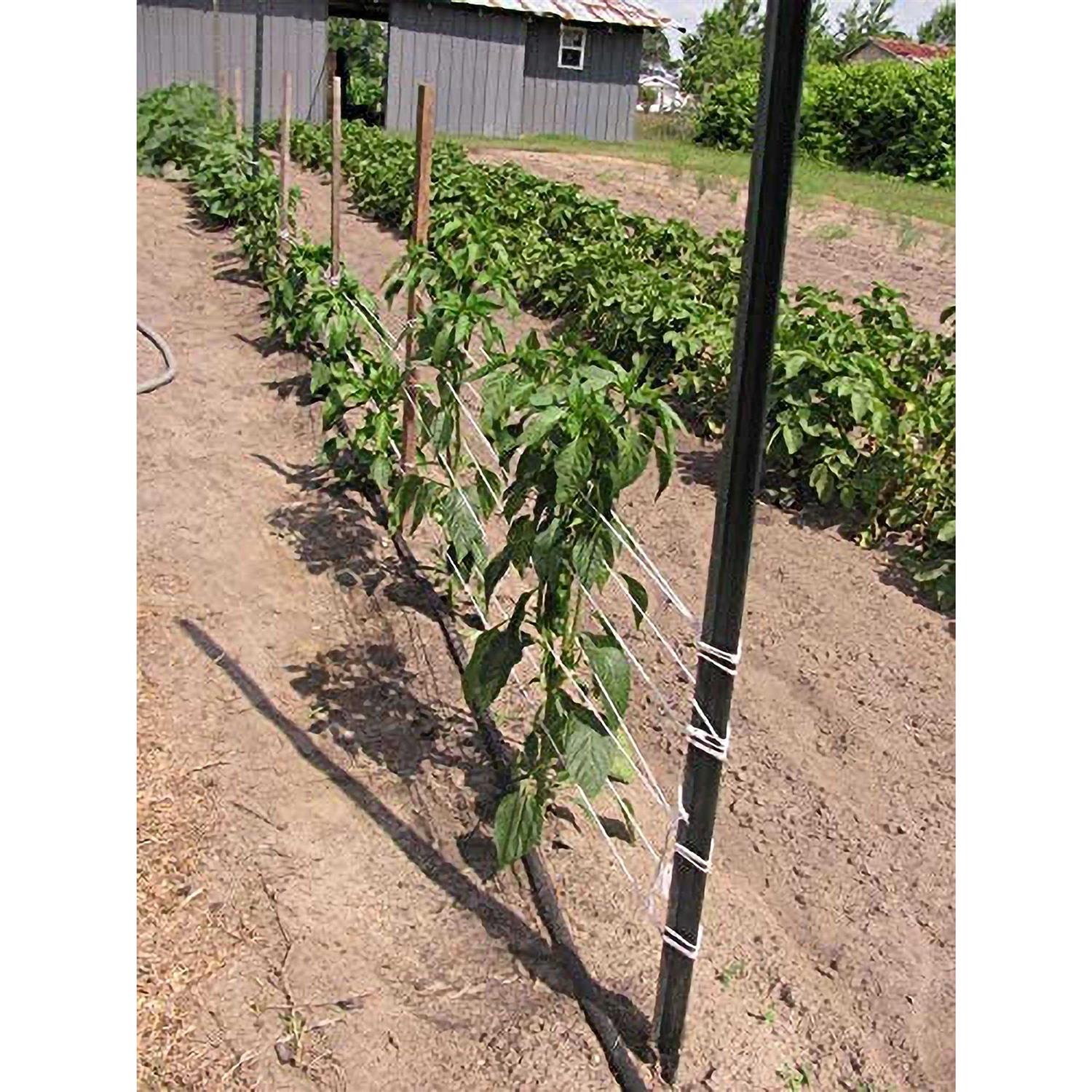 Irrigation Tray McKesson - Zenithce