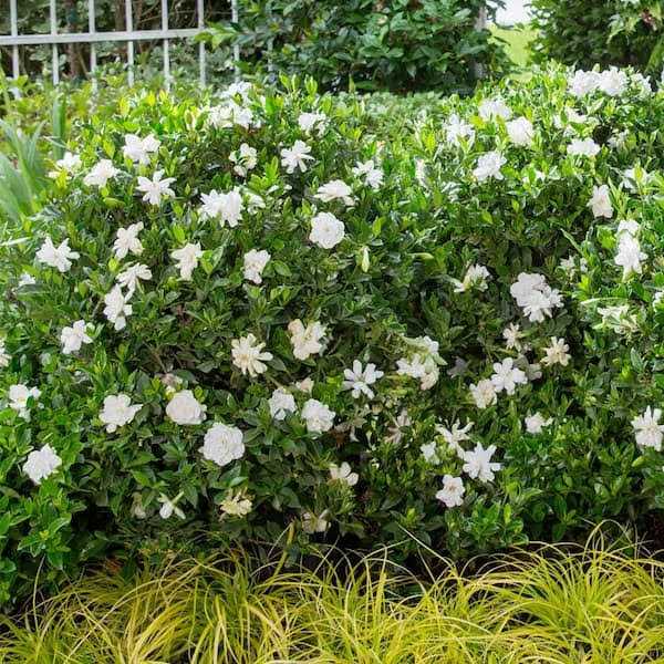 Southern Living Jubilation Gardenia - Zenithce